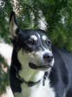Black and white mixed breed dog portrait. Art Print